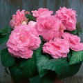 Амери Гибрид Пикоте F1 розовое кружево (Picotee Lace Pink) семена бегонии клубневой (туберозы) (Pan American)