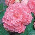Амери Гибрид Пикоте F1 розовое кружево (Picotee Lace Pink) семена бегонии клубневой (туберозы) (Pan American)