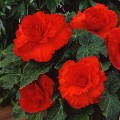 Амери Гибрид Рафлд F1 красный (Ruffled Scarlet Red) семена бегонии клубневой (туберозы) (Pan American)