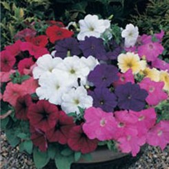 Амфора Формула миксед семян петунии многоцветковой (Kitano Seeds)