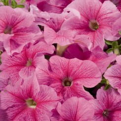 Амфора Страубери семена петунии многоцветковой (Kitano Seeds)