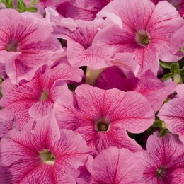 Амфора Страубери семена петунии многоцветковой (Kitano Seeds)