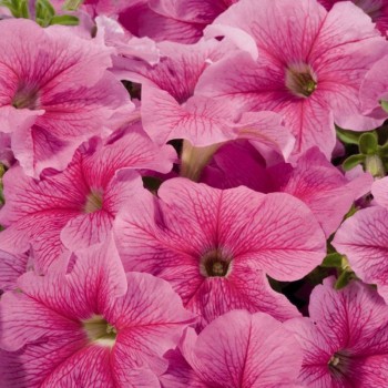 Амфора Страубери семена петунии многоцветковой (Kitano Seeds)