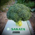 Арес F1 семян капусты брокколи ранней 60-70 дн. (Sakata)