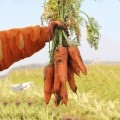 Арго семян моркови (Lucky Seed)