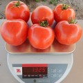Арнольд (INX 1577 F1) семена помидора детерминантного (Innova Seeds)