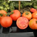 Арнольд (INX 1577 F1) семена помидора детерминантного (Innova Seeds)