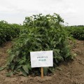 Арнольд (INX 1577 F1) семена помидора детерминантного (Innova Seeds)