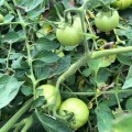 Арнольд (INX 1577 F1) семена помидора детерминантного (Innova Seeds)