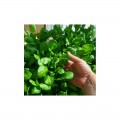 Аста F1 семян шпината (Элитный ряд)