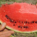 АУ Продюсер семян арбуза среднего (LibraSeeds)