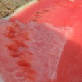 АУ Продюсер семян арбуза среднего (LibraSeeds)