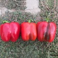 Аида F1 семена перца сладкого тип Блочный ранний (Lark Seeds)