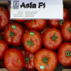 Азия F1 семена помидора индетерминантного (Yuksel)