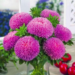 Балун розовый (Pink) семена астры (Satimex)