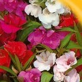 Бальзамин семян (Гелиос)