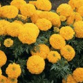 Бархатцы прямостоячие оранжевые (Orange) семена (Moravoseed)