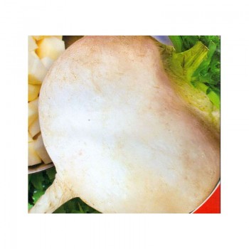 Белая ночь семена репы (GL Seeds)