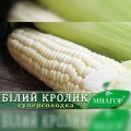 Белый кролик F1 семена кукурузы суперсладкой Sh2 (Мнагор)