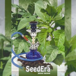 Боливийский черный семена курительного табака (Seedera)