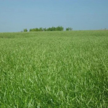 Буркун насіння (Україна)
