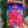 Чатерз Стрейн Пурпур семена мальвы (GL Seeds)
