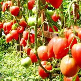 Чудо земли семян помидора индетерминантного (GL Seeds)