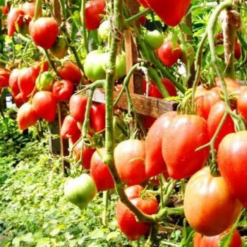 Чудо земли семян помидора индетерминантного (GL Seeds)