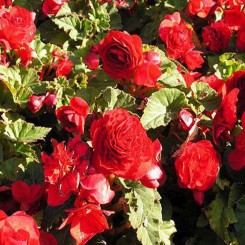 Доубле Де Люкс Ред (Double De Luxe Red) семена бегонии F1 махровые (Kitano Seeds)