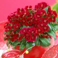 Диабунда F1 красная (red) семена гвоздики турецкой (Syngenta)