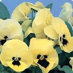 Диана лемон блоч (Lemon Blotch) семена фиалки ампельной (Kitano Seeds)