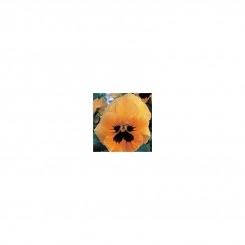 Династия Orange Blotch семян фиалки (Kitano Seeds)