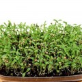 К овощным салатам (5 урожаев) набор семян микрозеленый (Agrocity)