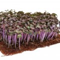 К овощным салатам (5 урожаев) набор семян микрозеленый (Agrocity)
