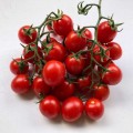 Дредд F1 семена томата детерминантный (Lark Seeds)