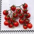 Дредд F1 семена томата детерминантный (Lark Seeds)