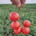 Дредд F1 семена томата детерминантный (Lark Seeds)