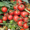 Дредд F1 семена томата детерминантный (Lark Seeds)