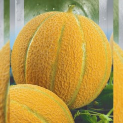Ефіопка насіння дині (SAIS)