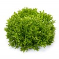 Экзем семян салата тип Саланова/Фризе дражированное (Rijk Zwaan)