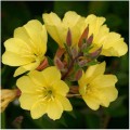 Энотера золотистые семена (Moravoseed)