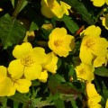 Энотера золотистые семена (Moravoseed)