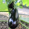 ЕС 3591 F1 (ES 3591 F1) семена баклажана раннего (Ergon Seeds)