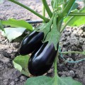 ЕС 3591 F1 (ES 3591 F1) семена баклажана раннего (Ergon Seeds)