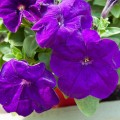 Эспрессо гранде Блу F1 (Blue) семена петунии грандифлора (Floranova)