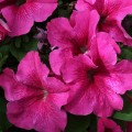 Эспрессо гранде Пинк F1 (Pink) семена петунии грандифлора (Floranova)