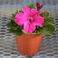 Эспрессо гранде Пинк F1 (Pink) семена петунии грандифлора (Floranova)