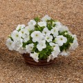 Эспрессо гранде Уайт F1 (White) семена петунии грандифлора (Floranova)