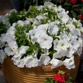 Эспрессо гранде Уайт F1 (White) семена петунии грандифлора (Floranova)