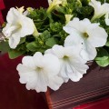 Эспрессо гранде Уайт F1 (White) семена петунии грандифлора (Floranova)